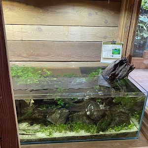 Monsoon Forest - Blue cherry shrimp exhibit 181021