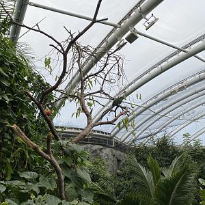 Monsoon Forest 181021