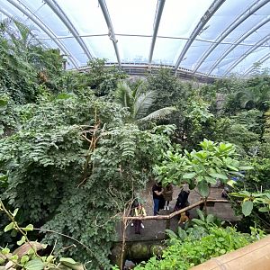 Monsoon Forest 181021