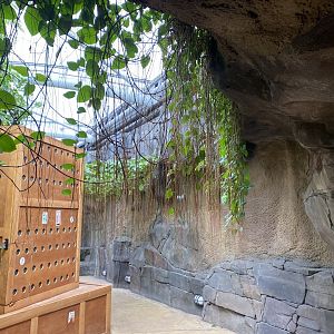 Monsoon Forest 181021