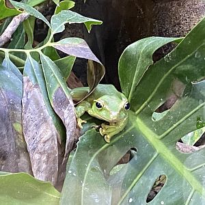 Monsoon Forest - Fea's treefrog 181021