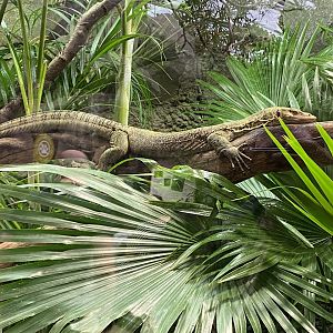 Monsoon Forest - Quince monitor 181021