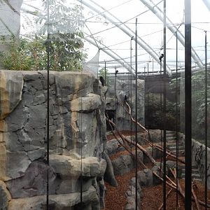 Monsoon Forest - Sulawesi crested macaque exhibit 181021