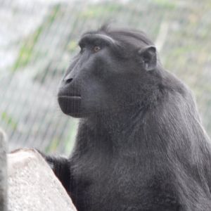 Monsoon Forest - Sulawesi crested macaque 181021