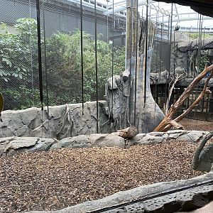 Monsoon Forest - Sulawesi crested macaque exhibit 181021