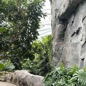 Monsoon Forest 181021