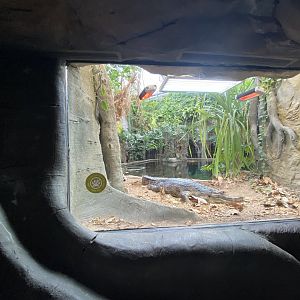 Monsoon Forest - False gharial exhibit 181021