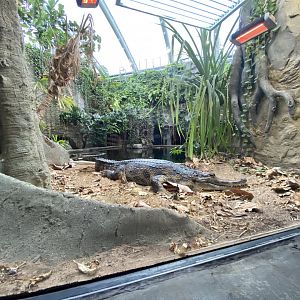 Monsoon Forest - False gharial exhibit 181021