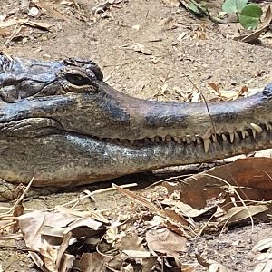 Monsoon Forest - False gharial 181021