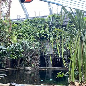 Monsoon Forest - False gharial exhibit 181021