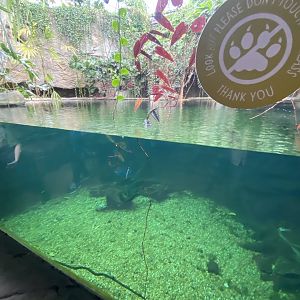 Monsoon Forest - False gharial exhibit 181021