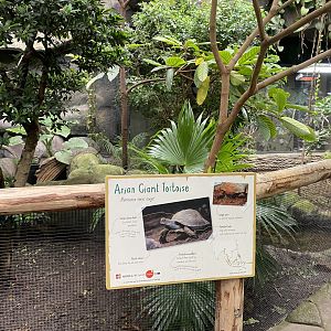 Monsoon Forest - Southern brown/Asian giant tortoise exhibit 181021