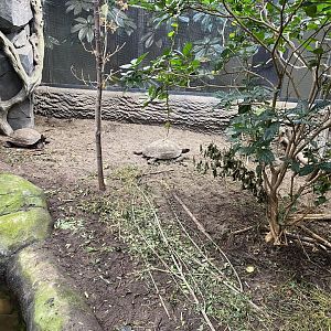 Monsoon Forest - Southern brown/Asian giant tortoise exhibit 181021
