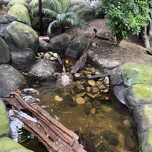 Monsoon Forest - Southern brown/Asian giant tortoise exhibit 181021