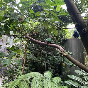 Monsoon Forest 181021