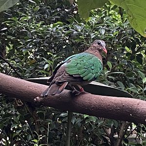 Monsoon Forest - Grey-capped/Common emerald dove 181021
