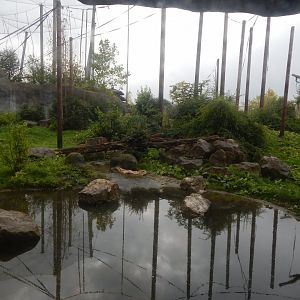 Islands - Sumatran orangutan exhibit 181021