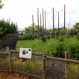 Islands - Sulawesi crested macaque exhibit 181021