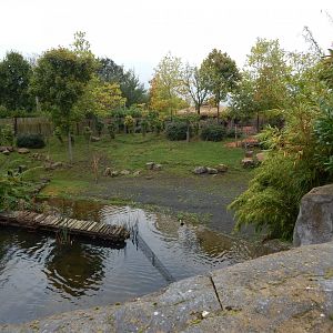 Islands - Lowland anoa exhibit 181021