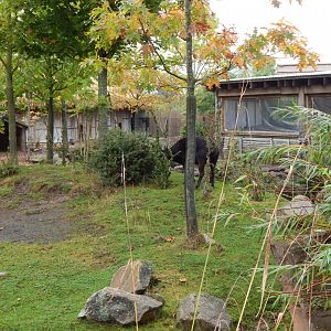 Islands - Lowland anoa exhibit 181021