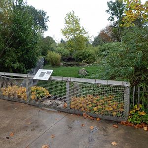 Islands - Sulawesi babirusa exhibit 181021