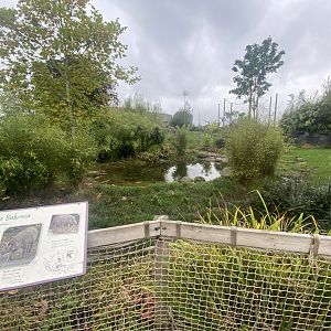 Islands - Sulawesi babirusa exhibit 181021