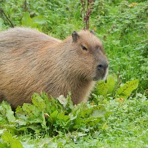 Capybara 181021