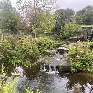 Spectacled bear exhibit 181021