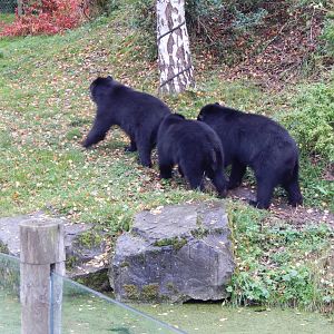 Spectacled bears 181021