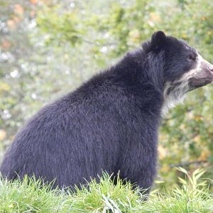 Spectacled bear 181021