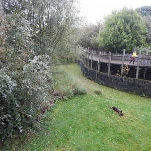 Part of Cheetah exhibit 181021