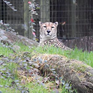 Sudan cheetah 181021
