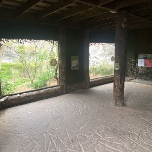 Ecuadorian red-lored amazon exhibit 181021