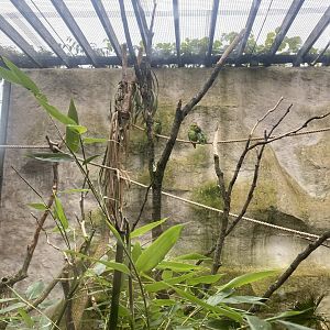 Ecuadorian red-lored amazon exhibit 181021