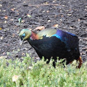 Himalayan monal 181021