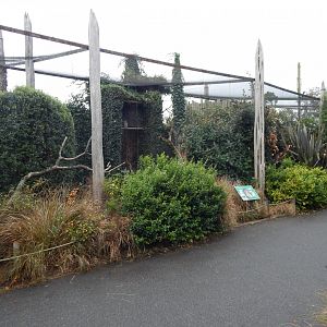 Brown wood owl aviary 181021