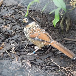 Spotted laughingthrush 181021