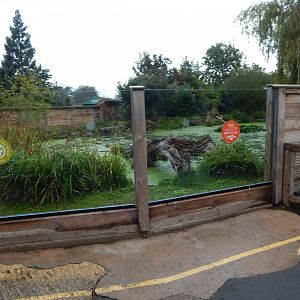 Giant otter exhibit 181021