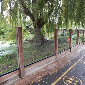 Giant otter exhibit 181021