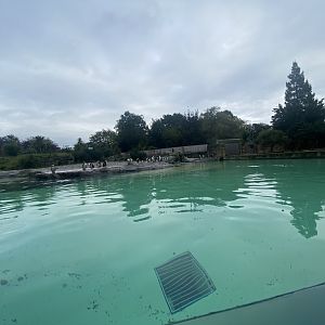 Humboldt penguin exhibit 181021