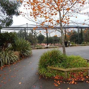 Latin American Wetland Aviary 181021