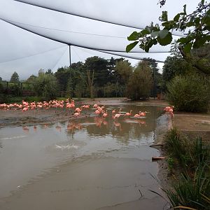 Latin American Wetland Aviary 181021