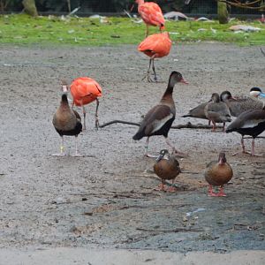 Latin American Wetland Aviary 181021