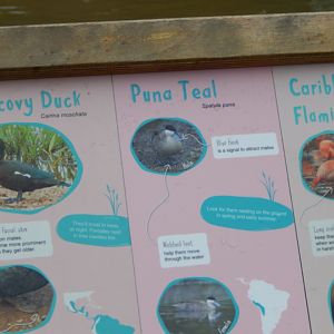 Latin American Wetland Aviary signage 181021