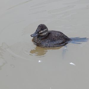 Latin American Wetland Aviary - Lake/Argentine ruddy duck 181021