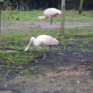 Latin American Wetland Aviary - Roseate spoonbill 181021