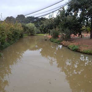 Latin American Wetland Aviary 181021