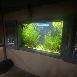 Spirit of the Jaguar - Lake Titicaca water frog exhibit 181021