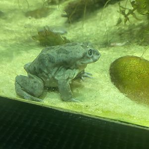 Spirit of the Jaguar - Lake Titicaca water frog 181021
