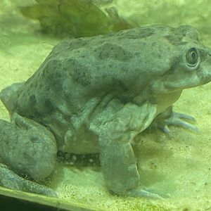 Spirit of the Jaguar - Lake Titicaca water frog 181021